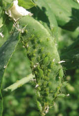 Pea aphid