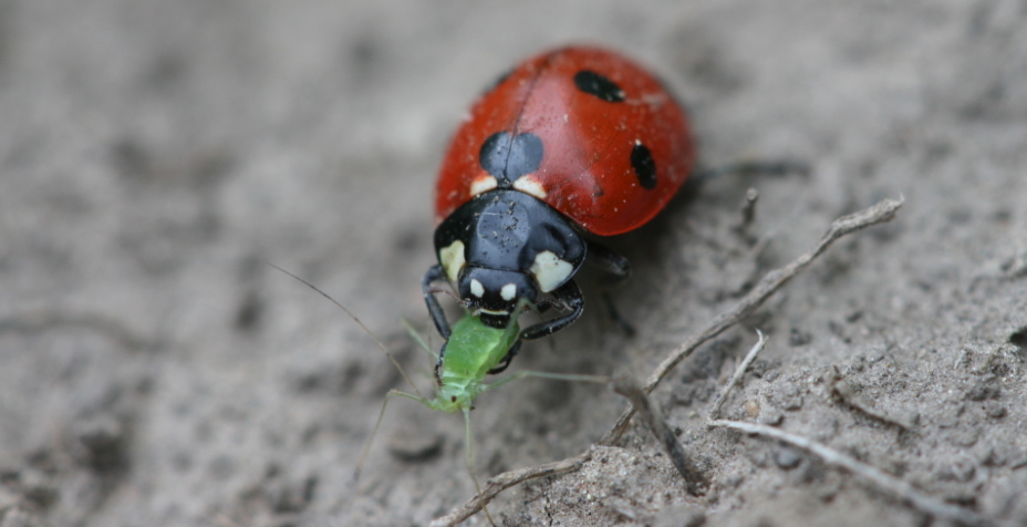 lady beetle